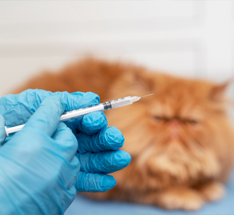 Deworming (Cat\Dog)