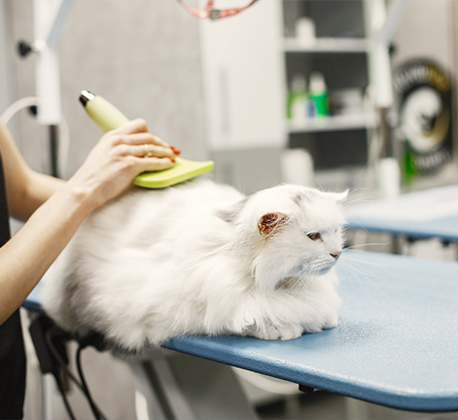 Hair Cutting (Cat)