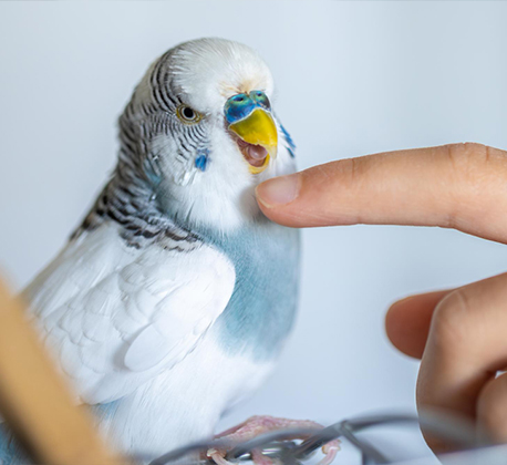 Regular Health Check Up (Bird)