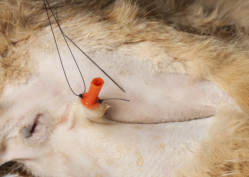 Urinary Catheterization (Permanent)