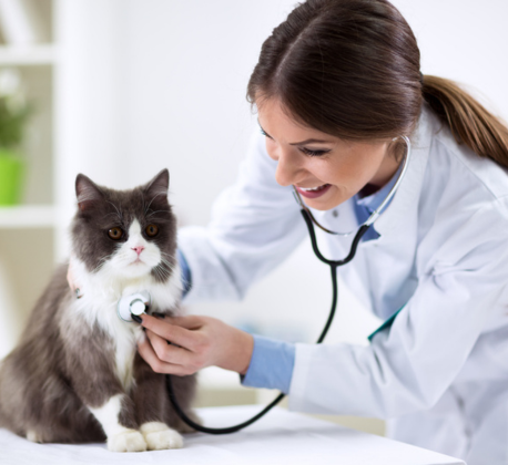 Health Check Up (Cat)