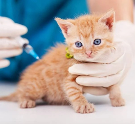 Vaccination (Cat)