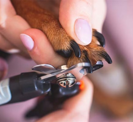 Nail Cutting (Dog)