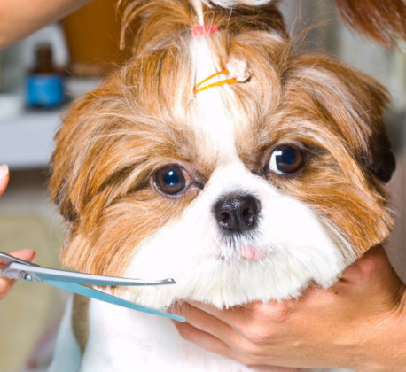 Hair Cutting (Dog)