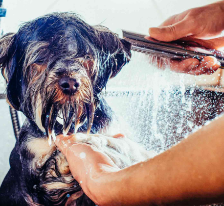 Shower (Dog)